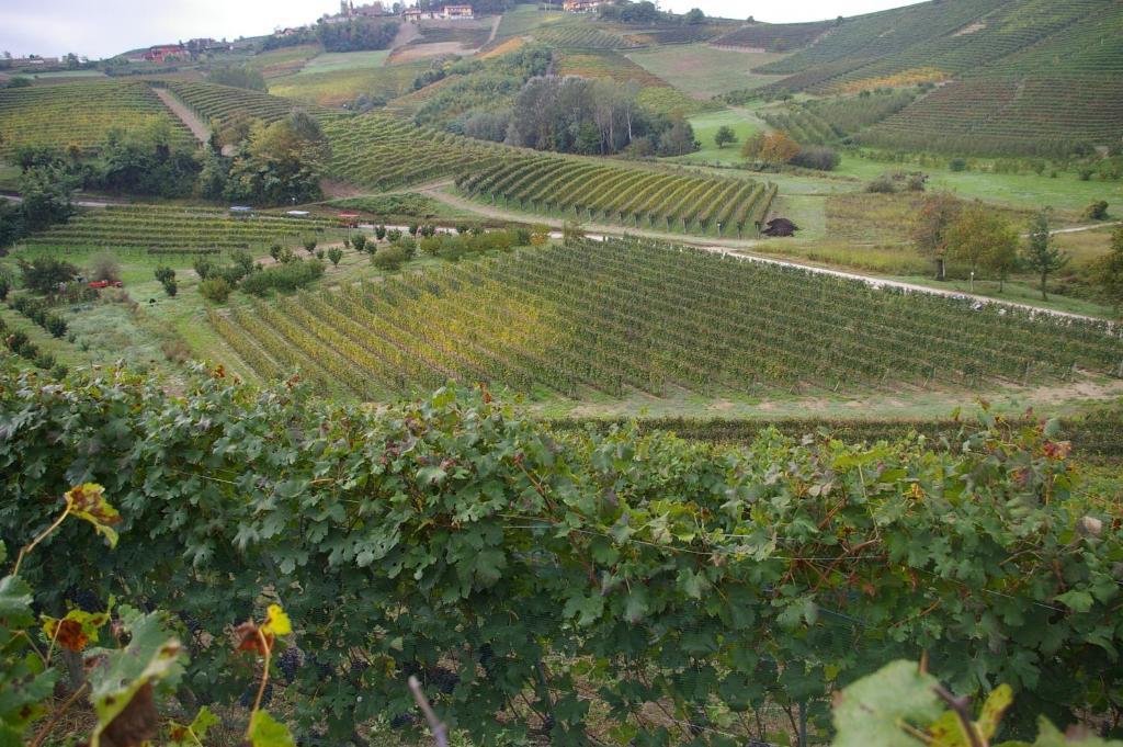 Cascina Ballarin Villa La Morra Exterior foto